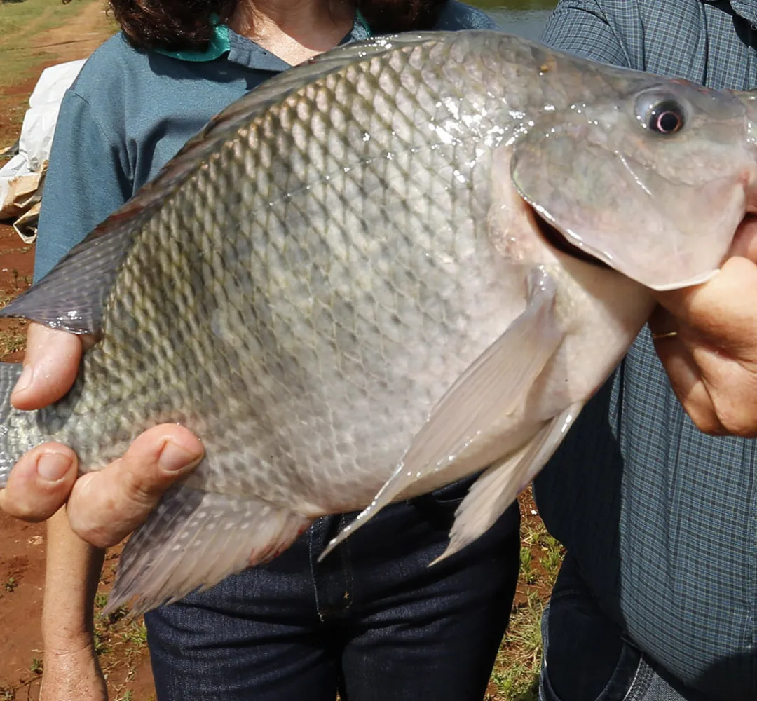 tilápia
