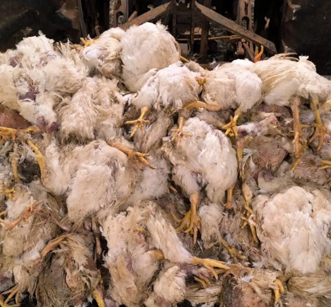 Prejuízo falta de energia Copel no campo