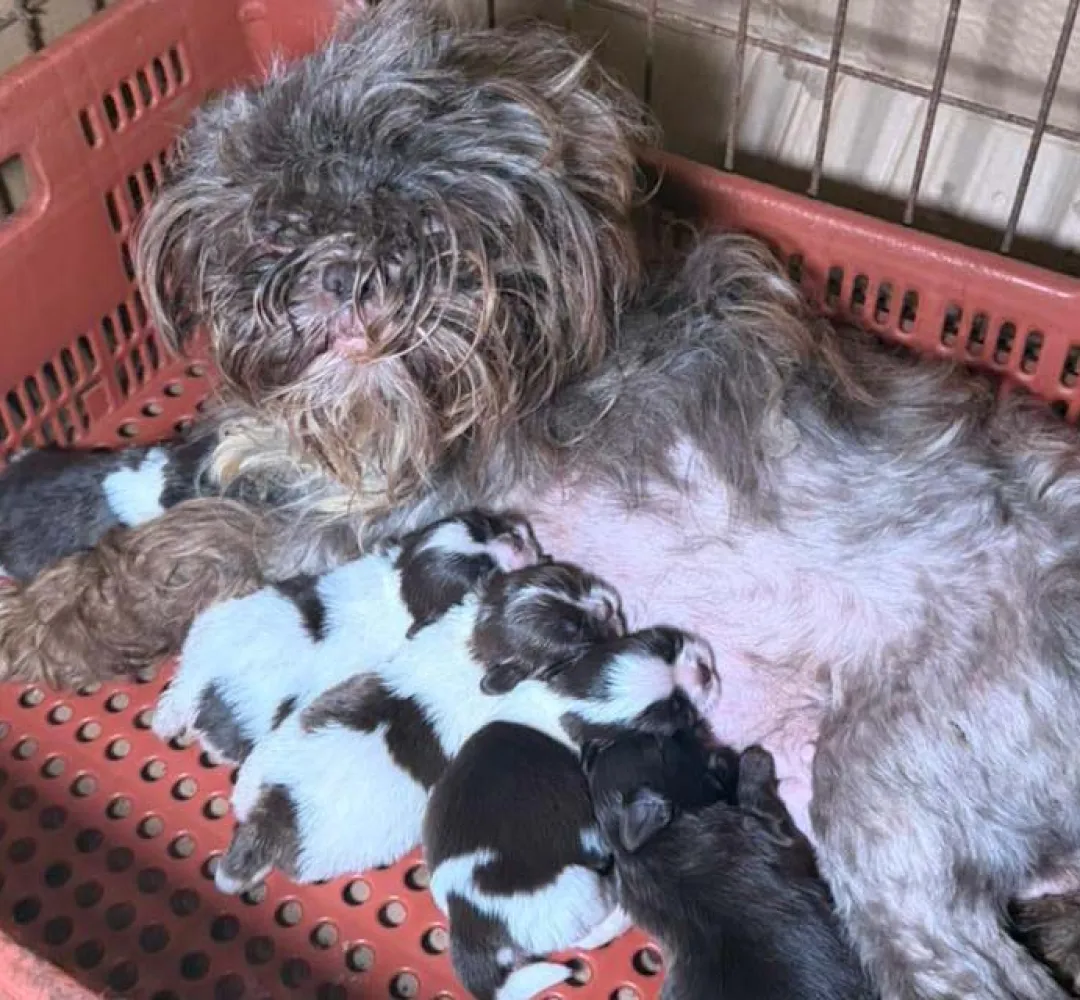 CACHORRINHOS