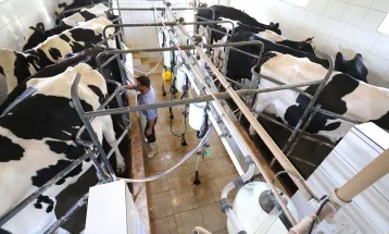 Paraná bate recorde na produção de frangos, suínos, bovinos, leite e ovos em 2025