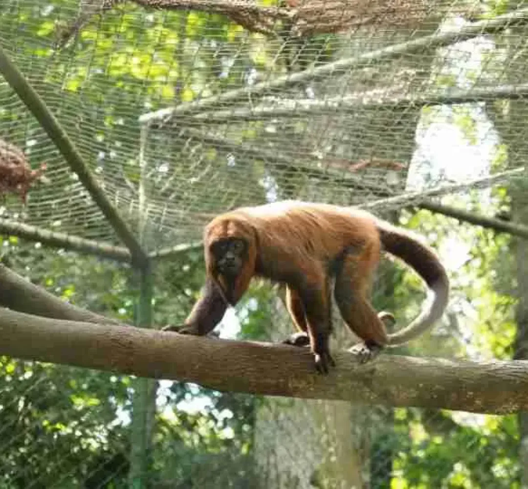 Zoo vai receber reformas em Cascavel