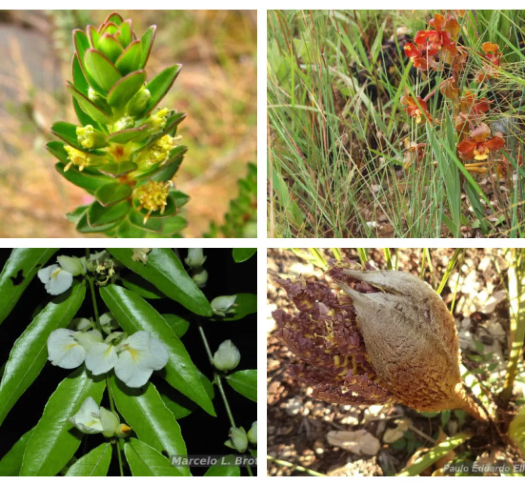 Plantas