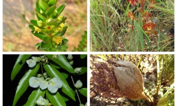 À Beira do Abismo: Novo estudo alerta para 300 espécies de plantas ameaçadas de extinção no Paraná