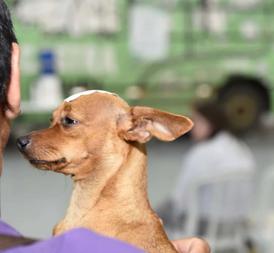 PINSCHER