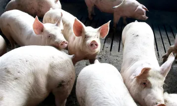 Paraná avalia criar programa de incentivo financeiro para a suinocultura