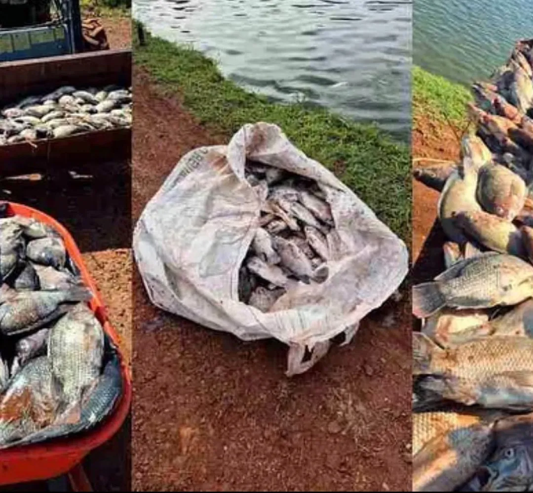 Prejuízo em Palmitópolis, perda de peixes