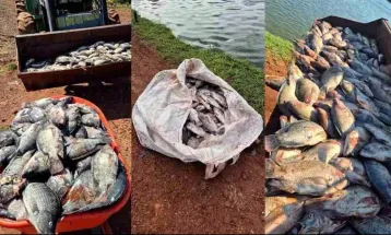 Queda de energia causa prejuízo de mais de R$ 100 mil e morte de 25 toneladas de peixes em Nova Aurora