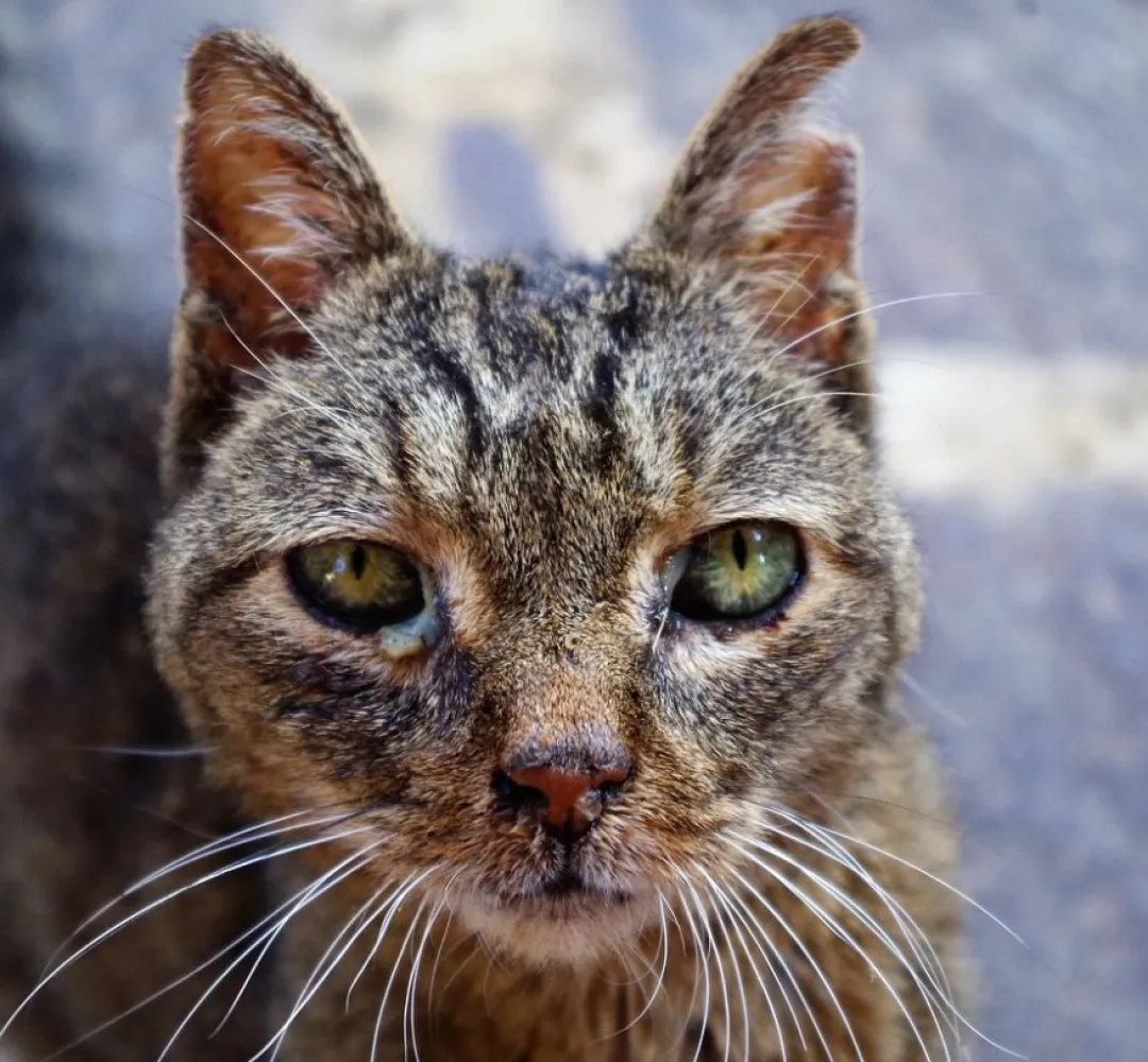 gato