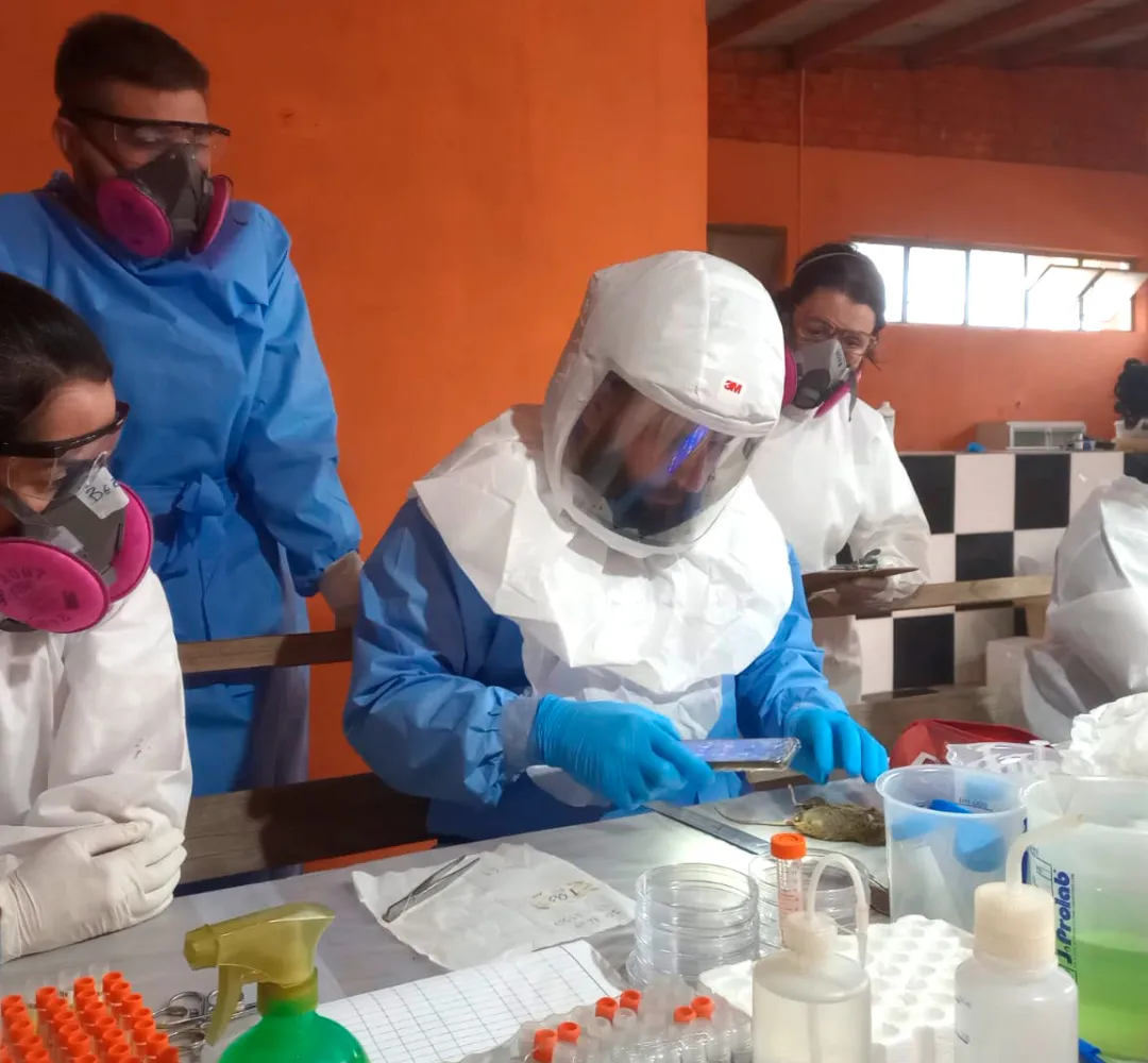 Hantavirus