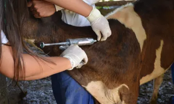Falta de vacinas contra clostridioses preocupa pecuaristas e já provoca mortes de animais no Paraná