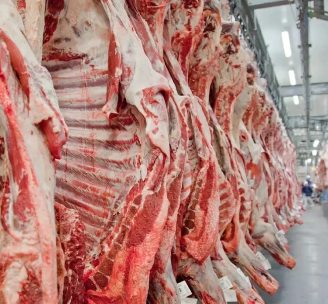 Carne bovina exportações UE