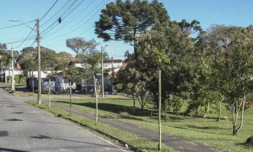 Com ipês e araucárias, Curitiba reforça arborização em 10 bairros; confira