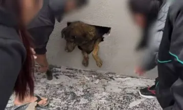 Moradores ouvem choro e quebram parede para salvar cachorrinha no Morro Alto