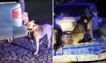 PRF e PM apreendem 103 kg de maconha na BR-376 em Ponta Grossa