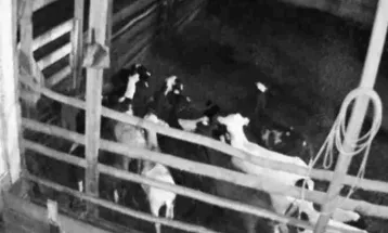 Onça invade propriedade e mata 34 ovelhas no Oeste do Paraná