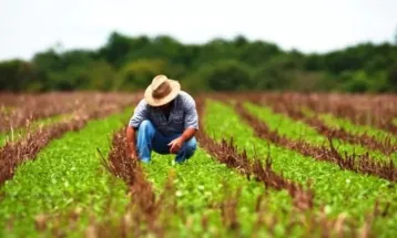 Inadimplência no campo cresce e pressiona aprovação de projeto para renegociação de dívidas rurais