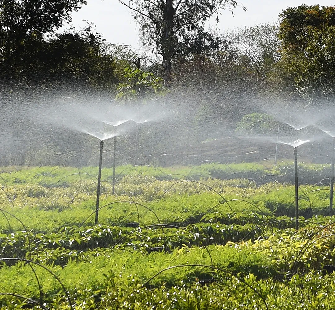 agro verde plantar