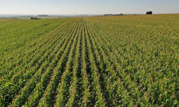 Área de milho cresce 31% no Paraná e segunda safra bate recorde histórico