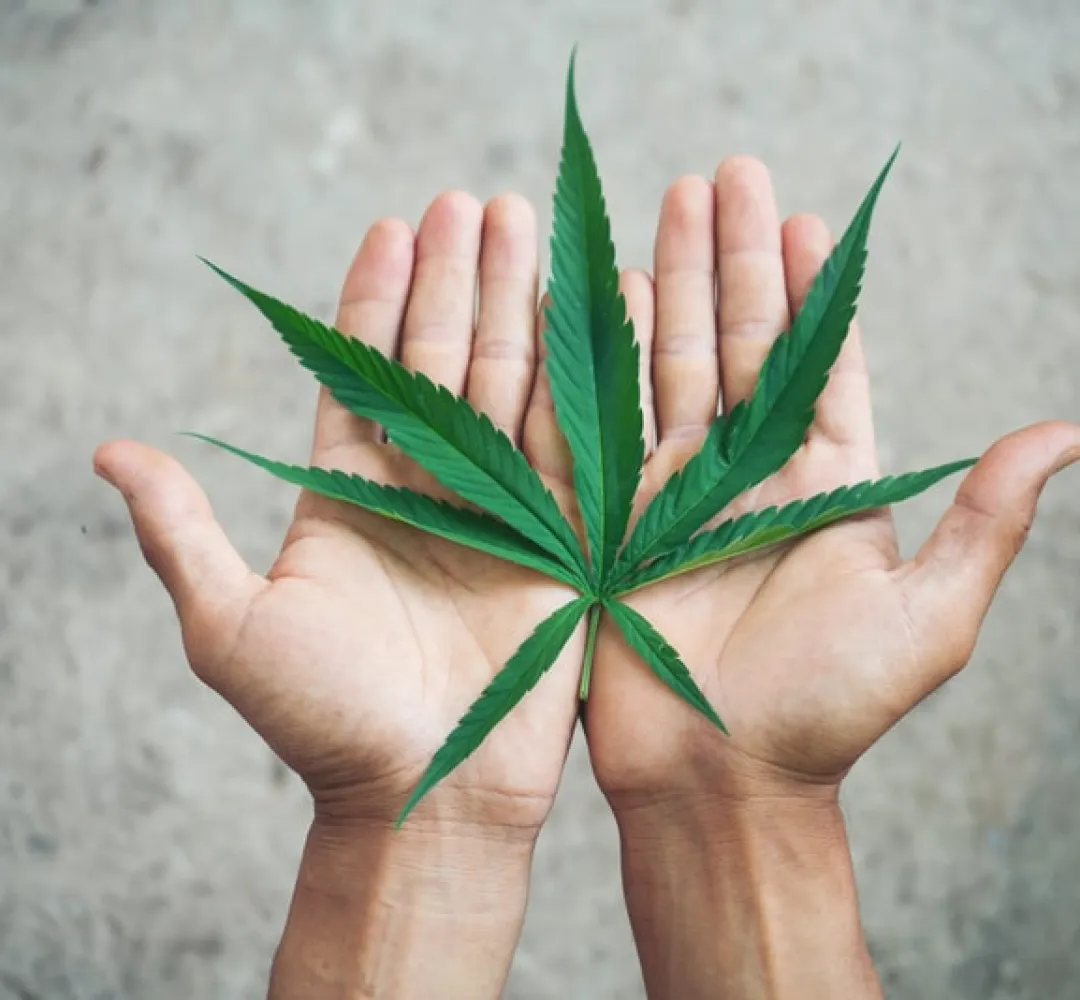 Toledo vai sedir evento sobre cannabis