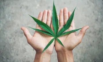 Toledo sediará Fórum Paranaense de Cannabis com debates sobre saúde, pesquisa e políticas públicas