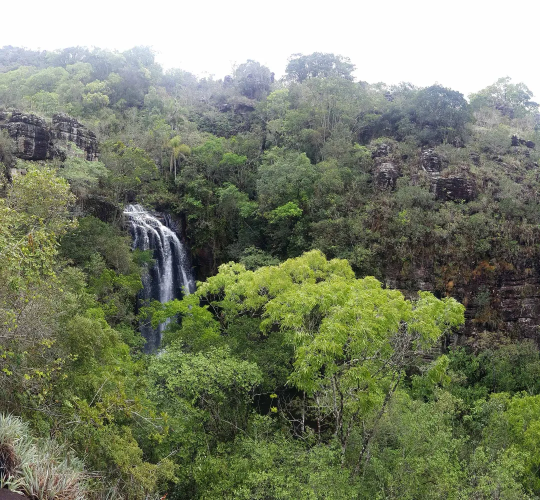 Fundo verde