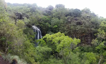 Junho Verde reforça conscientização ambiental e destaca avanços em políticas sustentáveis no Paraná