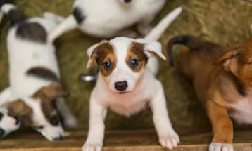 Pela primeira vez, Ponta Grossa terá clínica veterinária municipal