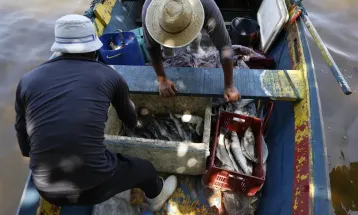 Pesca de tainha na modalidade arrasto de praia está suspensa