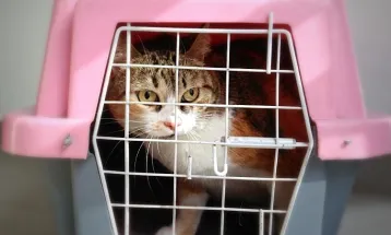 Câmara de Cascavel vota hoje projeto que libera pets no transporte coletivo