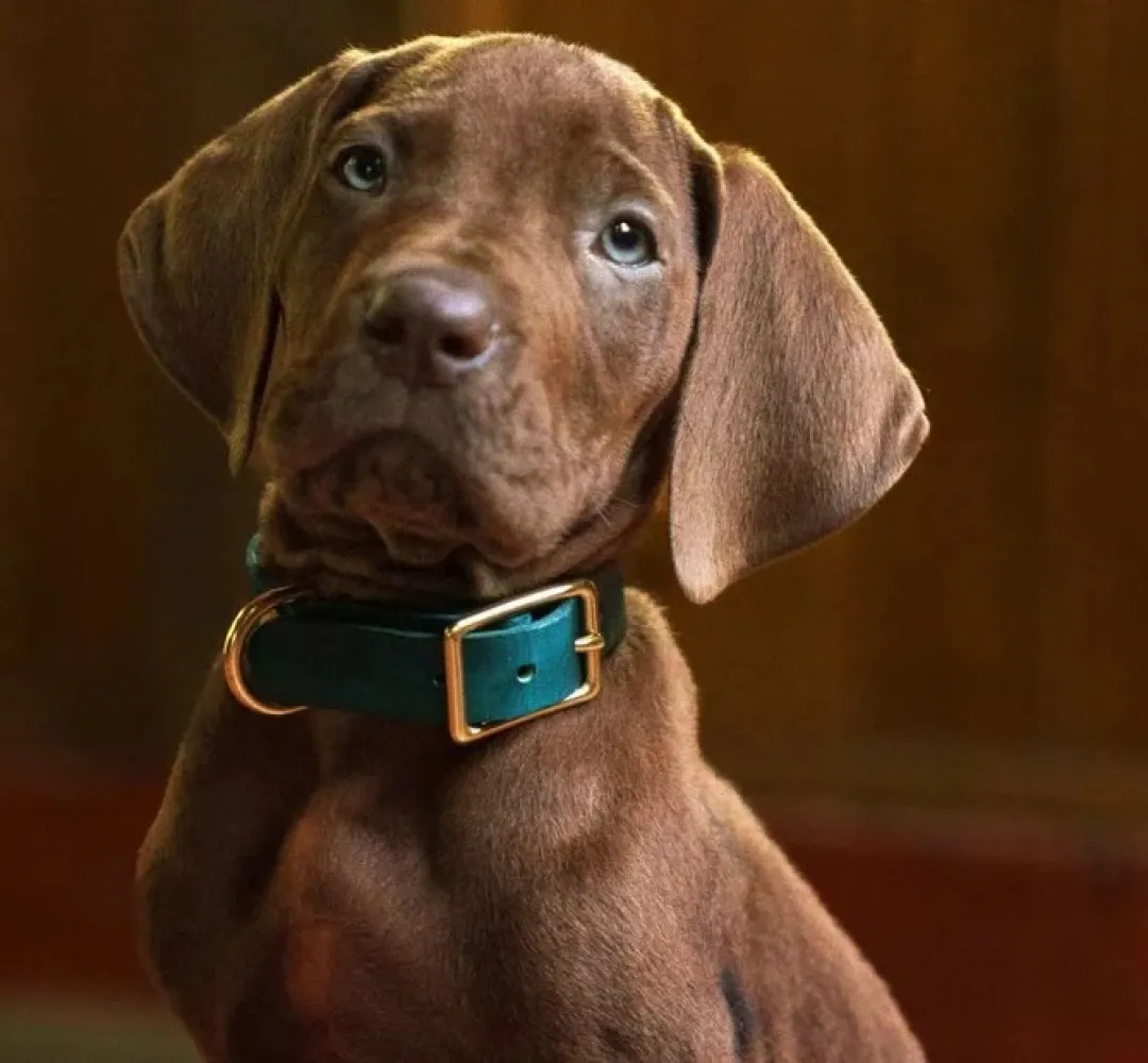 scooby doo