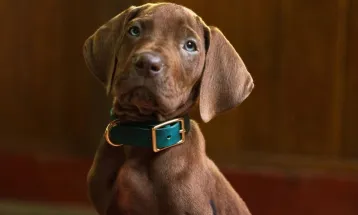 Netflix usará cachorro de verdade em nova série live-action de Scooby-Doo