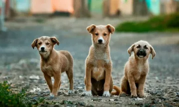 Fundo Municipal de Proteção Animal é aprovado e garantirá recursos para a causa em Toledo