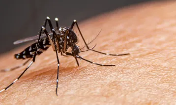 Maringá reduz casos de dengue em 96% após força-tarefa de combate ao mosquito