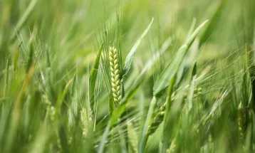 Plantio da cevada atinge 44% da área e Paraná projeta safra histórica