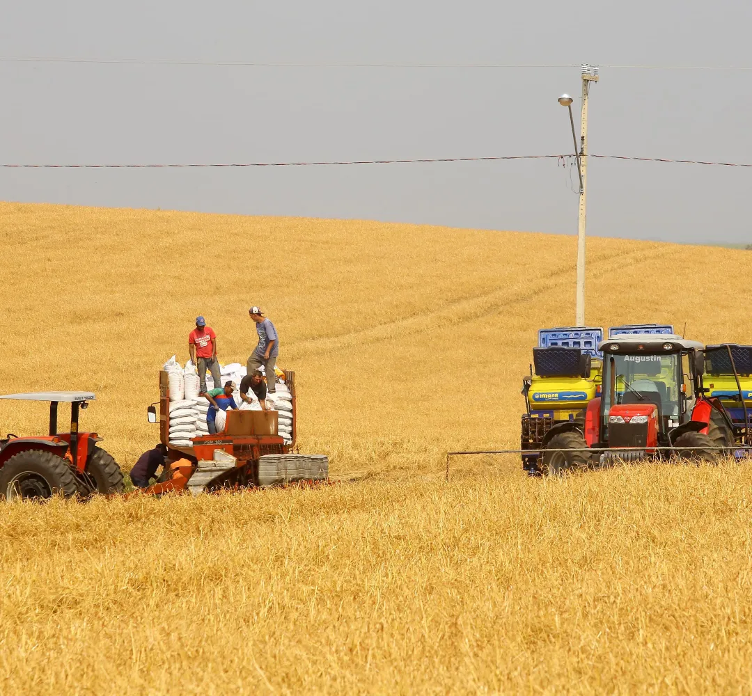 agro soja