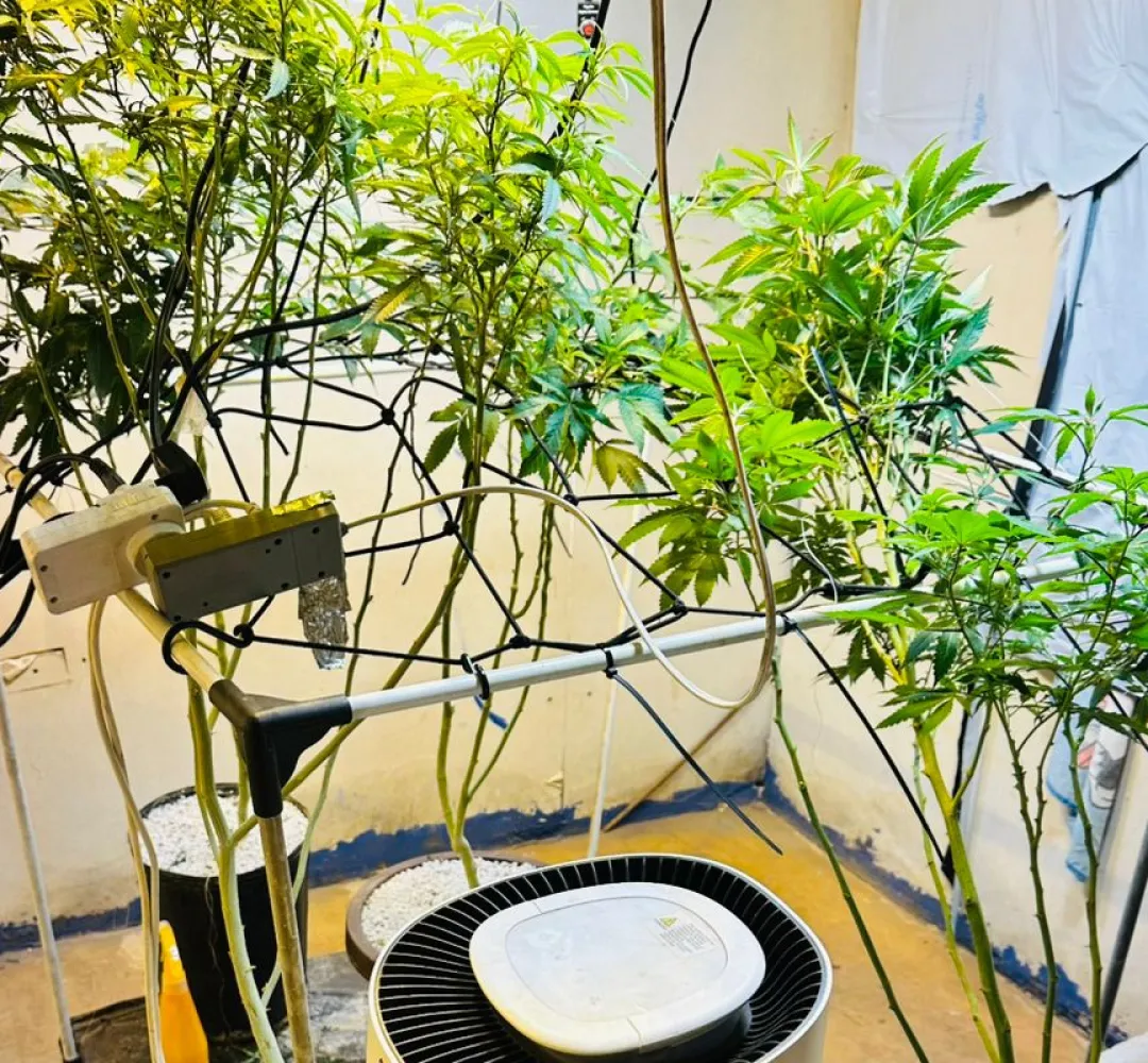 maconha