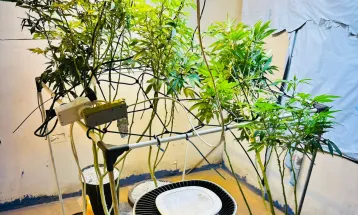 Polícia Militar localiza plantio técnico de maconha e prende homem em Londrina
