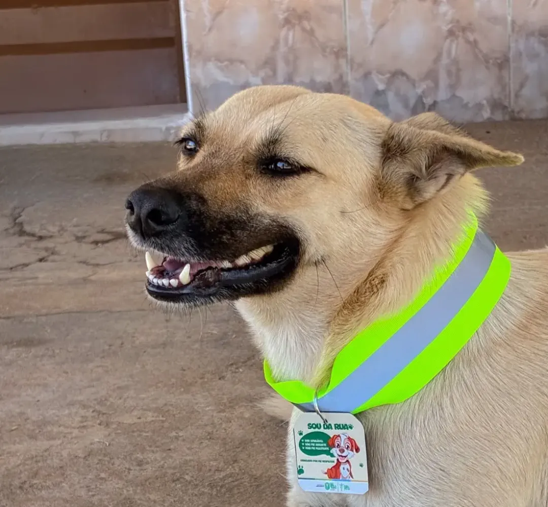 coleiras refletivas para cães