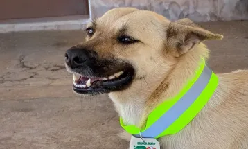 Ataques de cães acendem alerta e deputado propõe coleiras refletivas no Paraná