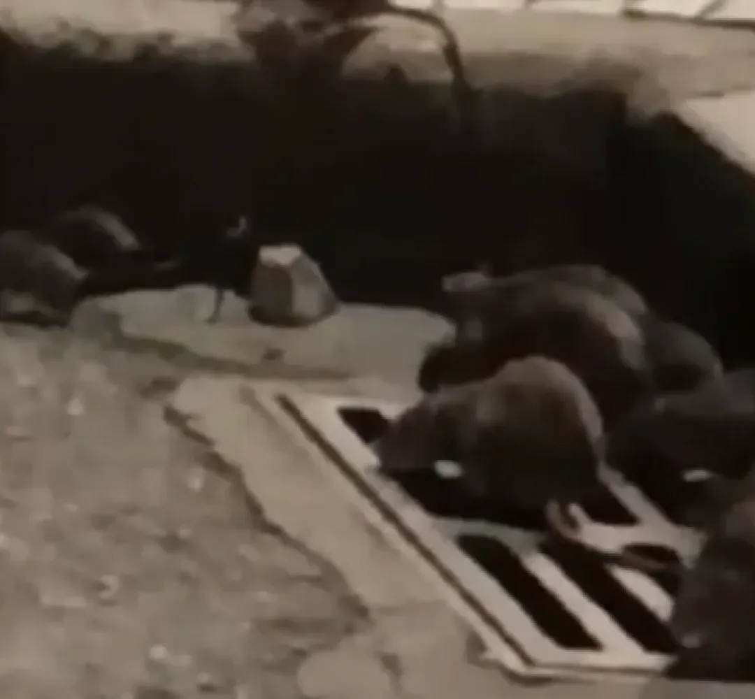 Ratos toma conta de praça em Curitiba