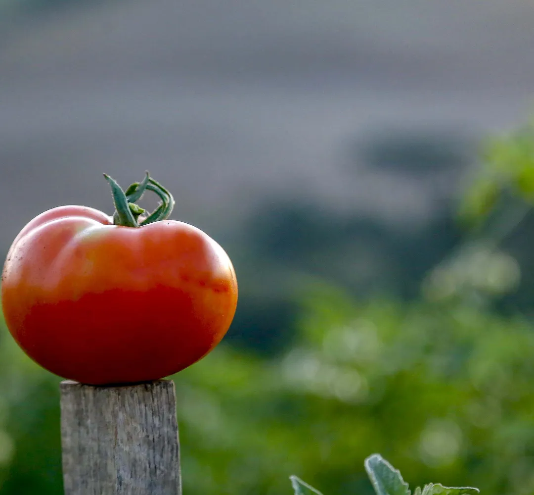 tomate