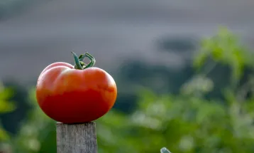 Tomate dispara mais de 20% e ajuda a pressionar inflação dos alimentos