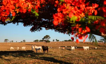 Atualização de rebanho entra na reta final; prazo termina na próxima terça-feira no Paraná