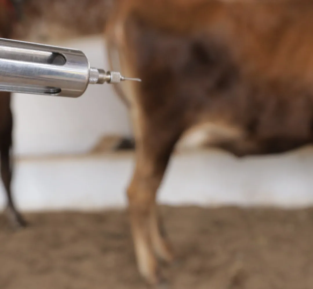 vaca