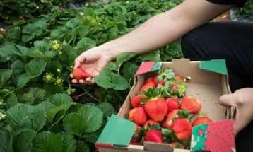 Plano Safra aumenta recursos, mas desagrada produtores e bancada do agro