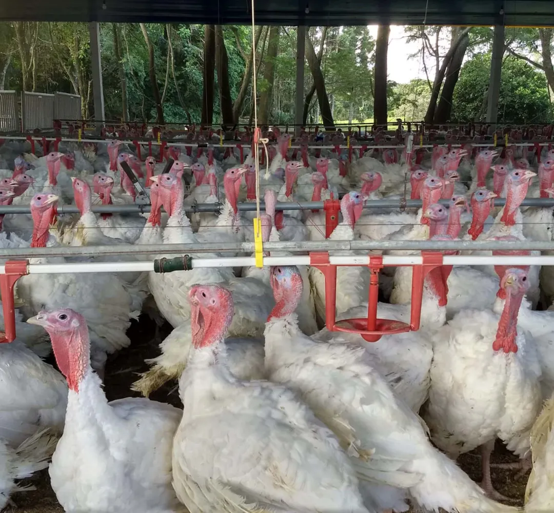 frango