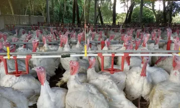 Exportação de carne de peru do Paraná dobra em 2026; Deral prevê queda no preço da carne bovina
