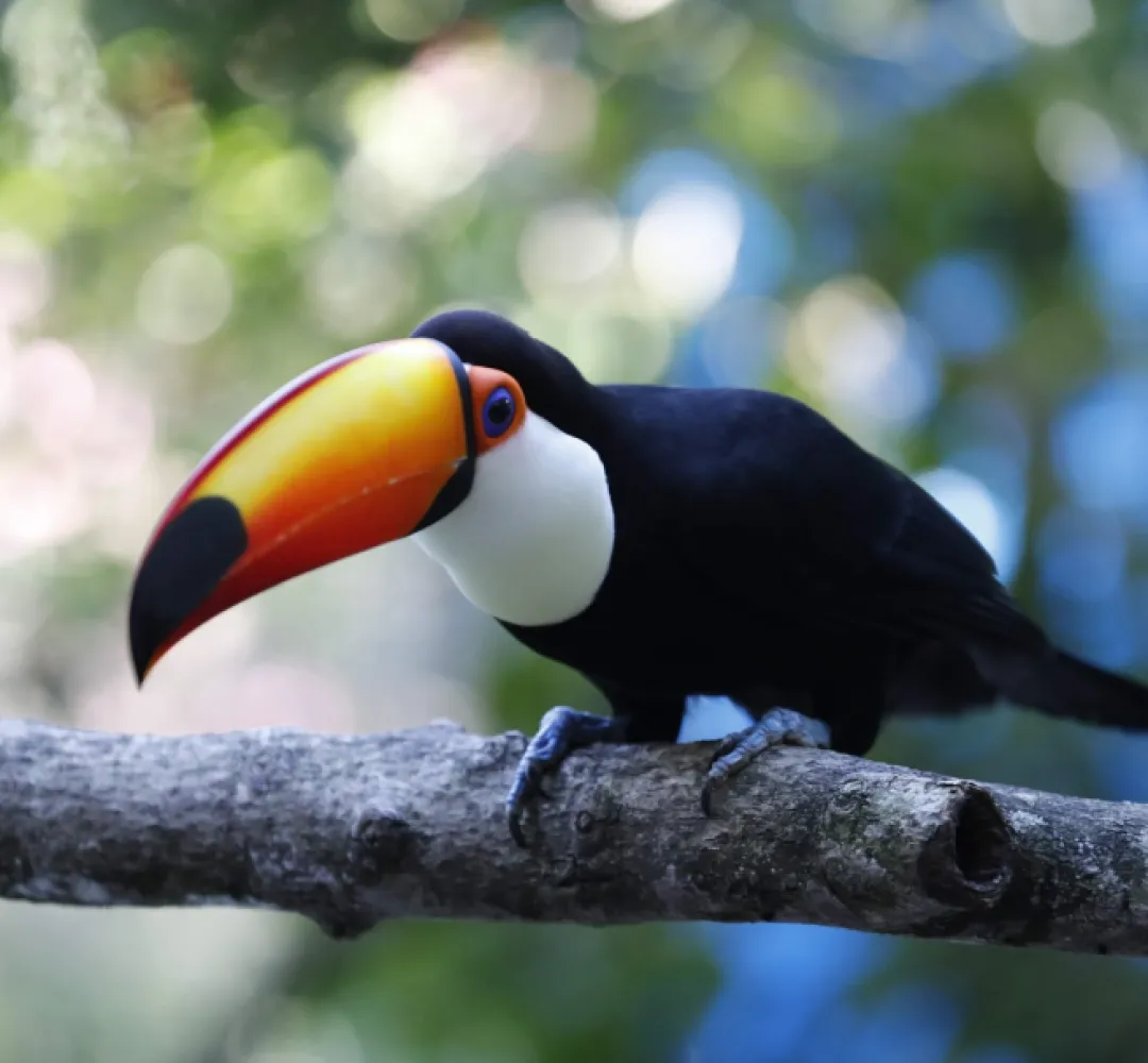 Novos tucanos no Zoo