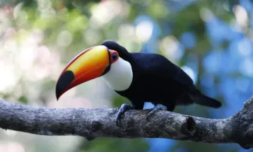 Zoológico de Cascavel recebe duas tucanas resgatadas e forma novo grupo da espécie