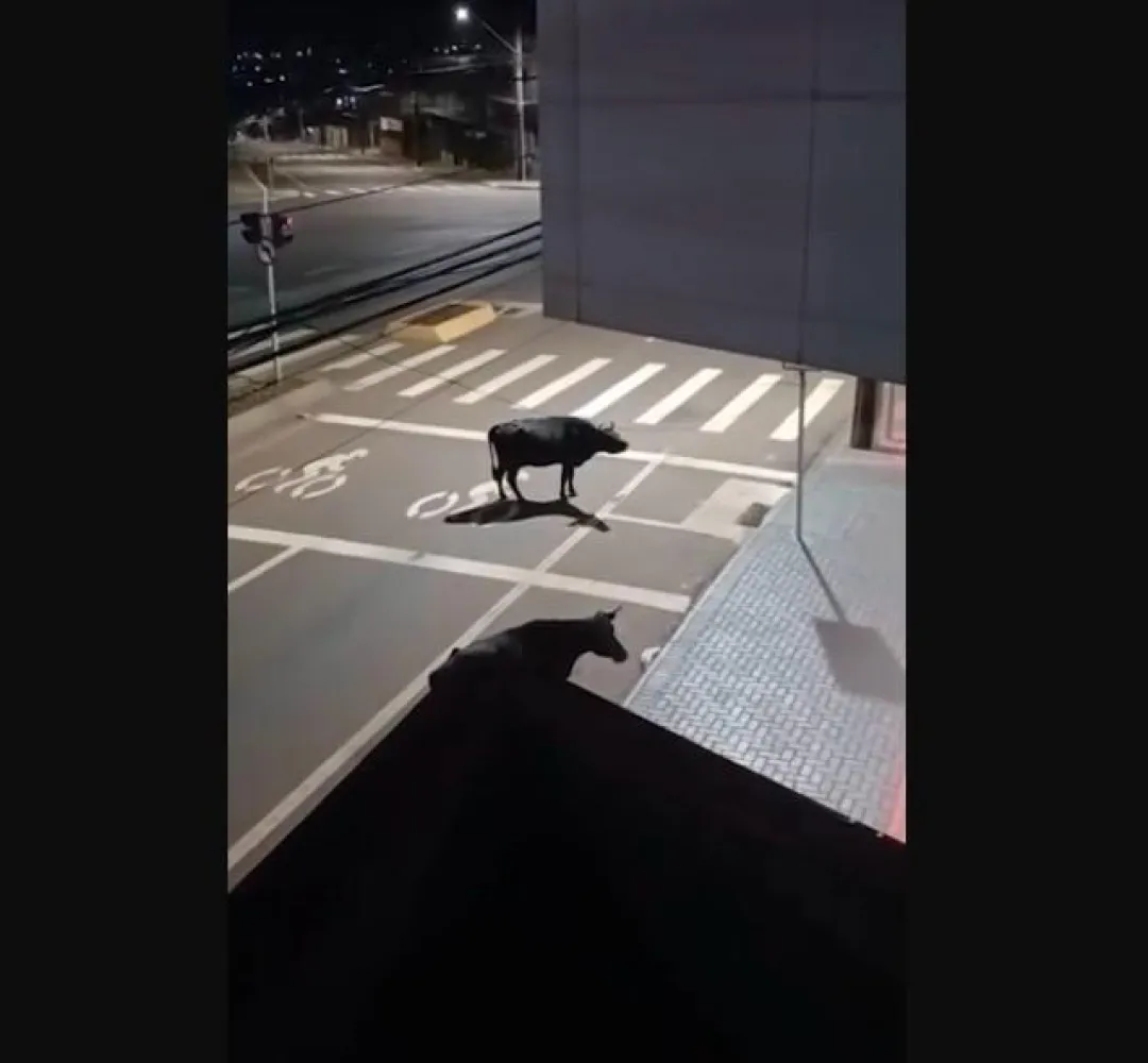 Vacas na Avenida Carlos Gomes